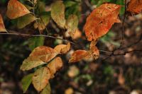 Kaboompics - Dry Autumn Leaves Hanging on a Woodland Branch