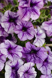 Kaboompics - Soft Focus Purple Petunia Flowers with Green Leaves
