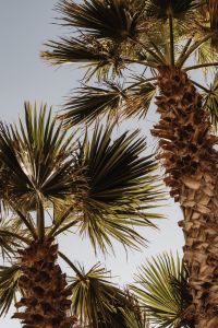 Kaboompics - Fan Palm Trees against a Pale Blue Sky