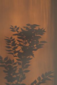 Kaboompics - Hand Holding Plant - Shadow Background