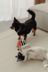 Kaboompics - Indoor Playtime with Two Dogs and a Bright Toy Ball