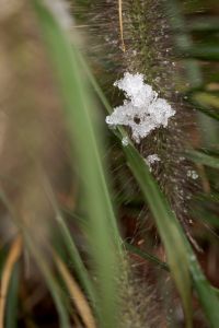 Kaboompics - Snow Crystals on Ornamental Grass Seedheads, Shallow-Depth Winter Close-Up