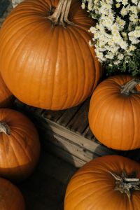 Kaboompics - Large Orange Pumpkin Beside White Chrysanthemums
