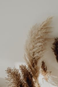 Kaboompics - Pampas Grass In A Vase