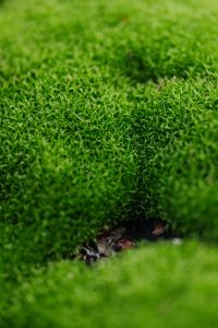 Kaboompics - Close-Up Moss-Covered Surface with Natural Shadow and Copy Space for Green Texture Backgrounds