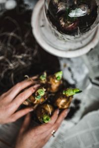 Kaboompics - Woman planting seedlings on a newspaper cover table