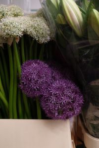 Kaboompics - White Allium Flower Heads Wrapped for a Florist Display