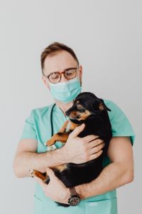 Two Small Dogs at the Veterinary Clinic: Pet Health Checkup and Care