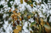 Kaboompics - Yellow Autumn Leaves on a Branch Against Bright Sky