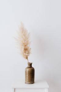 Kaboompics - Neutral Pampas Grass With Soft Beige Plumes