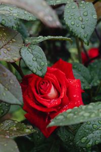Kaboompics - Red Rose and Wet Leaves in a Rainy Garden Close-Up