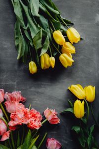 Kaboompics - Yellow Tulip Arrangement With Gray Copy Space