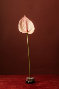 Kaboompics - Minimal Anthurium Flower on Burgundy Background, Vertical Wallpaper with Copy Space