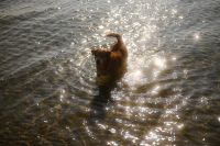 Kaboompics - Dog Standing in Sunlit Surf