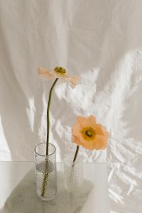 Kaboompics - Minimal Bloom Composition against White Textile Folds