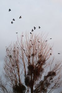 Kaboompics - Birds Flying Above Coastal Branches