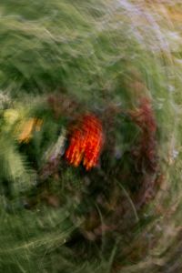 Kaboompics - Red and Orange Flower Blurs in Lush Green Garden, Abstract Floral Background