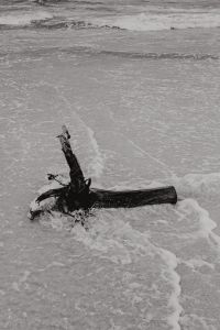 Kaboompics - Driftwood Branch on the Beach