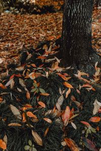 Kaboompics - Autumn Leaves Scattered Around a Garden Tree Trunk