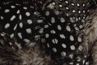 Kaboompics - Dense Black and White Feather Pattern with Soft Down