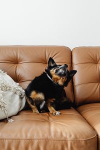 Kaboompics - Small Black and Tan Dog Sitting on a Leather Sofa and Looking Up