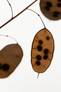 Kaboompics - Close Up Of Dried Lunaria Seed Pods Natural Texture