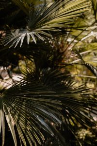 Kaboompics - Vertical Palm Leaf Pattern in Garden Foliage