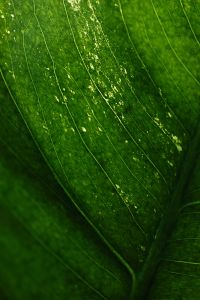 Kaboompics - Dark Green Leaf Detail Macro Texture Natural Background