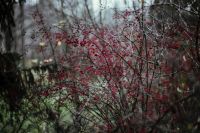 Kaboompics - Red-Berried Shrub and Bare Branches in Woodland