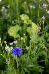 Kaboompics - Blue Cornflower in Wildflower Meadow
