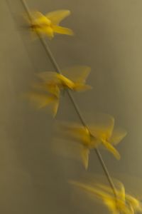 Kaboompics - Motion-Blurred Yellow Floral Stem