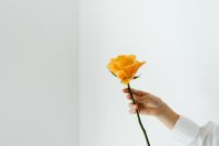 Kaboompics - Orange Rose Stem on White for Floral Branding and Event Invitations