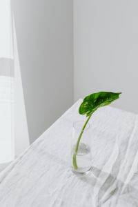 Kaboompics - Close-Up Alocasia Leaf in a Glass Vase