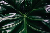 Kaboompics - Close-ups of green plant leaves