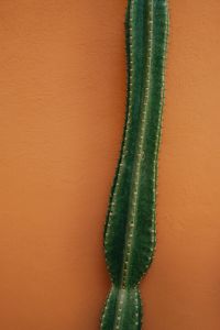 Kaboompics - Tall Cactus Against Terracotta Wall