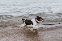 Kaboompics - Dog in the water