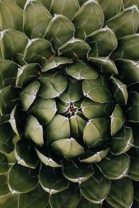 Kaboompics - Overhead Agave Rosette with a Geometric Leaf Pattern