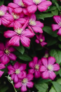 Kaboompics - Pink Flowers with Dark Green Foliage and Copy Space