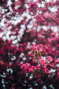 Kaboompics - Abstract Pink Blossom Bokeh with Branch Detail