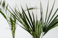 Kaboompics - Overlapping Fan Palm Leaf Texture in Deep Green for Nature Backgrounds