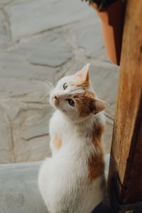 Kaboompics - White and Orange Cat Looking Up Beside a Wooden Post