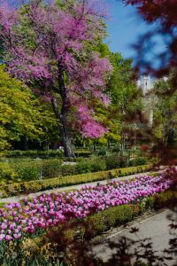 Kaboompics - Purple Tulips and Jacaranda Mimosifolia in Spring Bloom