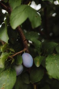 Kaboompics - Blue Plum among Green Garden Leaves