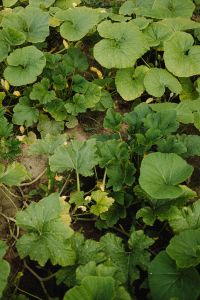 Kaboompics - Strawberry Plants with Green Leaves