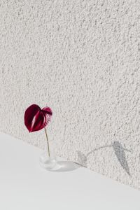 Kaboompics - Burgundy Anthurium in a Tiny Glass Vase Against Textured Plaster Wall