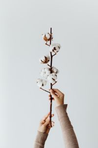 Kaboompics - Cotton Stem Held Upright for Neutral Botanical and Textile Branding