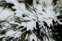 Kaboompics - Close-ups of snowy trees