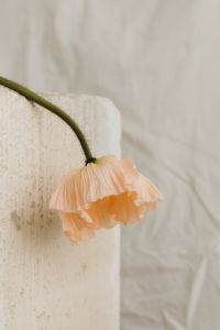 Kaboompics - Abstract Floral Detail on Draped White Fabric