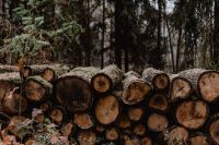 Kaboompics - Stack of felled wood in the forest