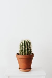 Kaboompics - Potted Cactus Houseplant in Minimal White Setting